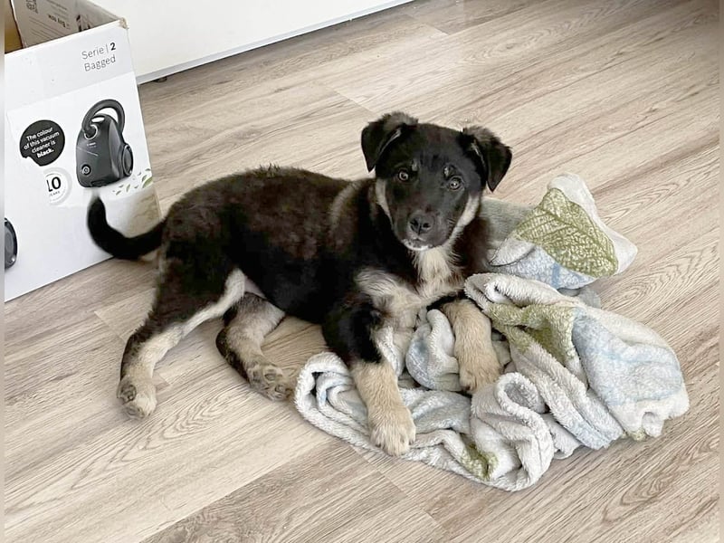 Sio, Bruder von Sally und Sully sucht auch seine Familie