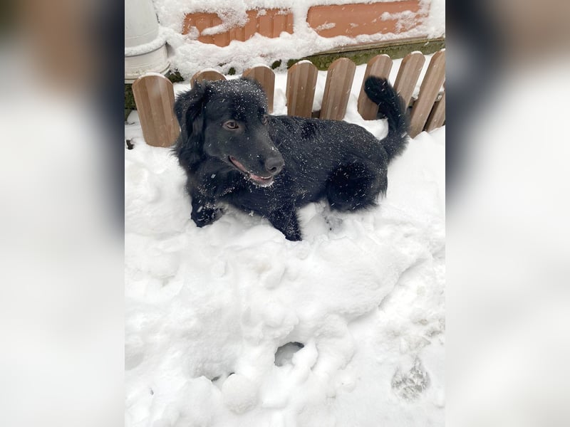 Aktiver Rollo sucht liebevolle und konsequente Menschen
