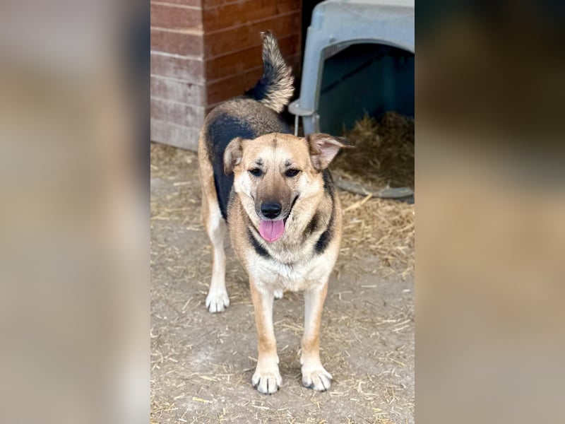 NINA - Herzenshündin sucht dringend liebevolles Zuhause oder Pflegestelle