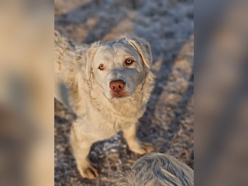 BOM - wann verliebt sich endlich jemand in den tollen Bub?