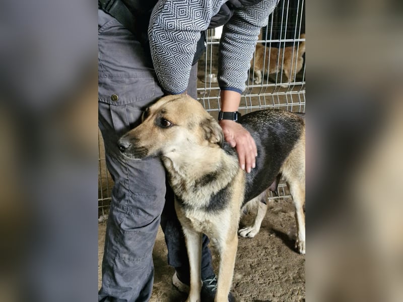 NINA - Herzenshündin sucht dringend liebevolles Zuhause oder Pflegestelle
