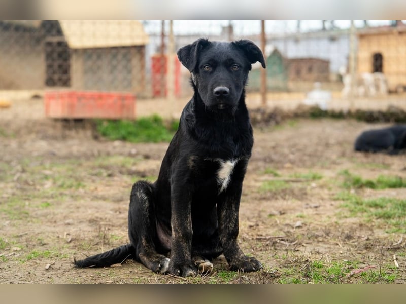 Casper wer schenkt mir ein Zuhause
