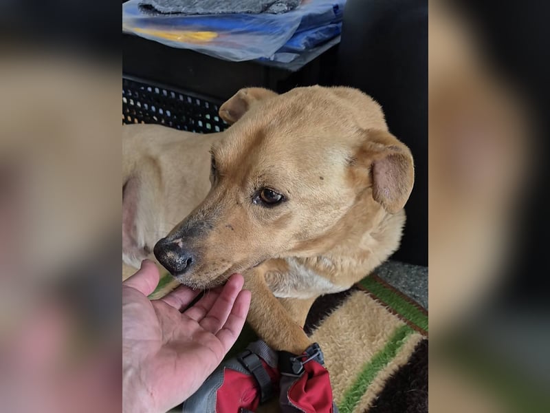 LORD NELSON - Liebenswerter Kämpfer sucht seine Familie um endlich ins Leben zu starten
