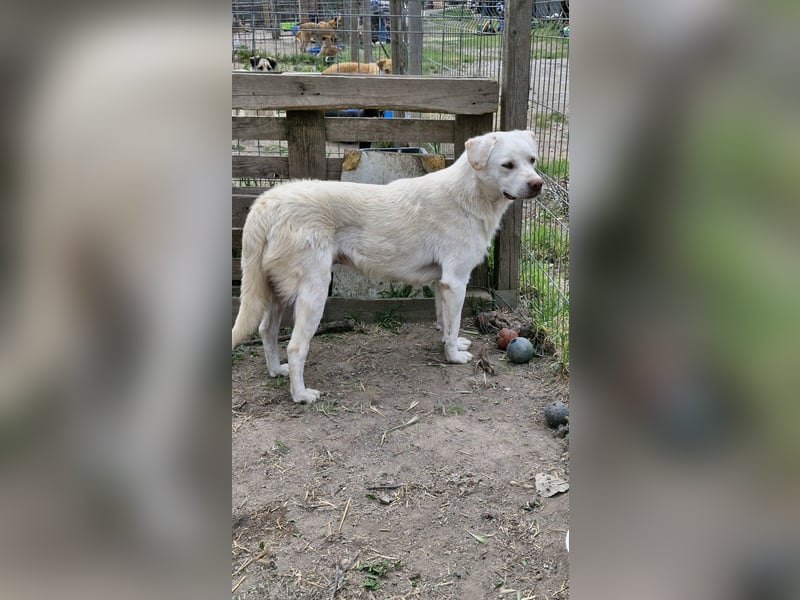 BIM - Traumhund sucht Traumzuhause