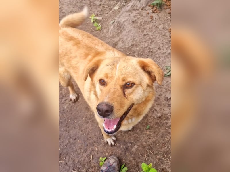 NANACHI - Liebenswertes Powerpaket sucht aktive Menschen