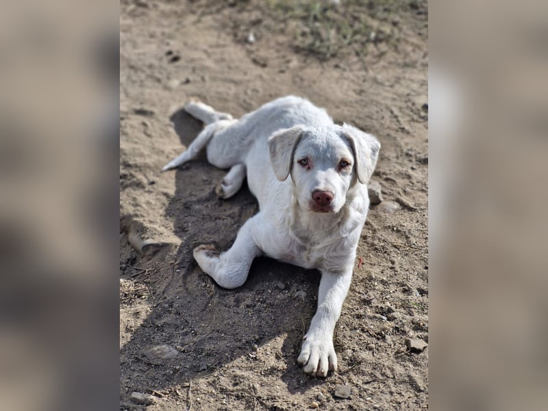 BOM - wann verliebt sich endlich jemand in den tollen Bub?