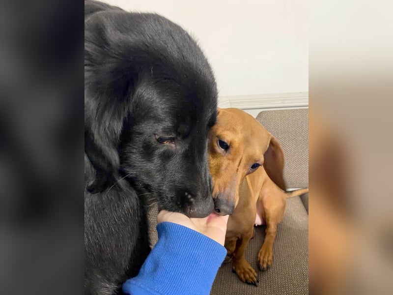 Aktiver Rollo sucht liebevolle und konsequente Menschen