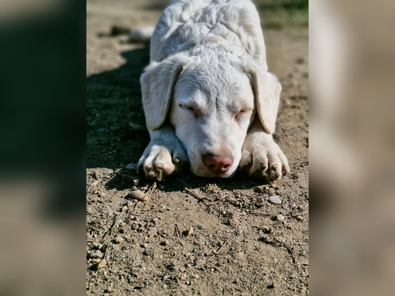 BOM - wann verliebt sich endlich jemand in den tollen Bub?