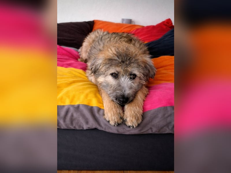 TUCKER - Freundlicher, neugieriger Rüde sucht erfahrene Menschen