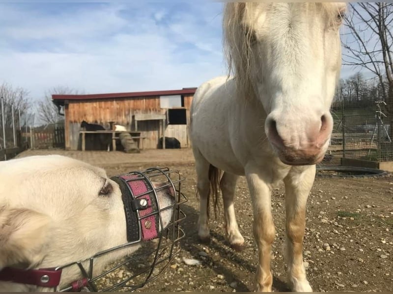 WHITY - hünbsche Hündin sucht erfahrene Menschen