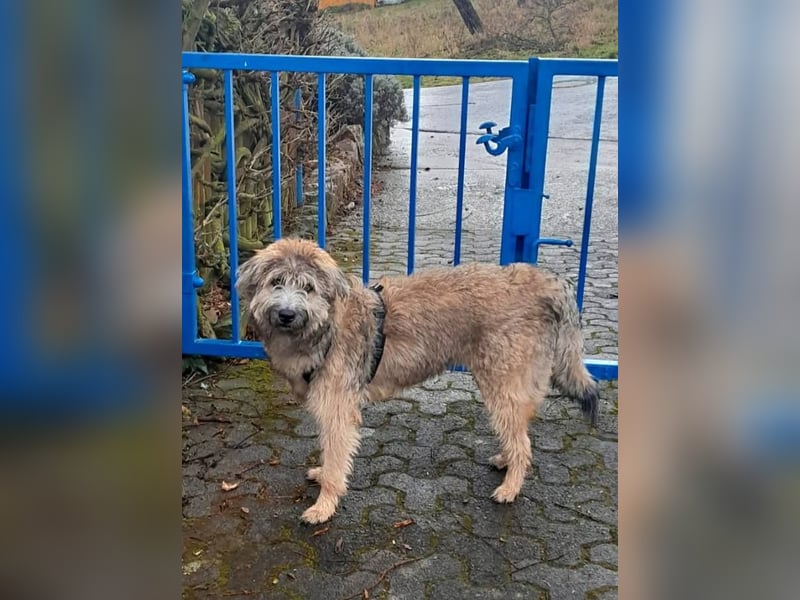 TUCKER - Freundlicher, neugieriger Rüde sucht erfahrene Menschen