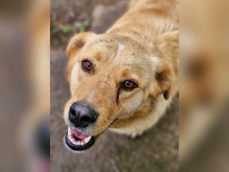 GROGU, ca 60cm bereit die Welt zu erkunden