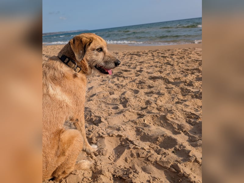 Ein neues Zuhause gesucht