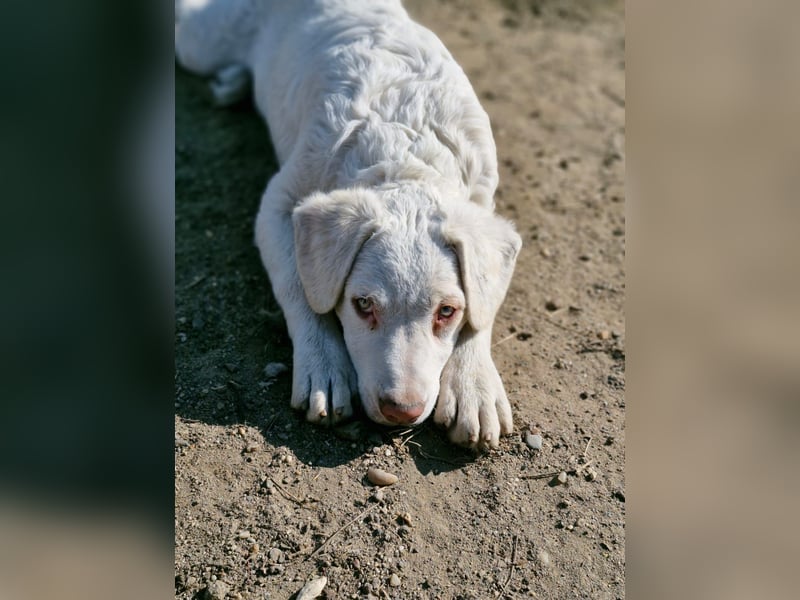 BOM - wann verliebt sich endlich jemand in den tollen Bub?