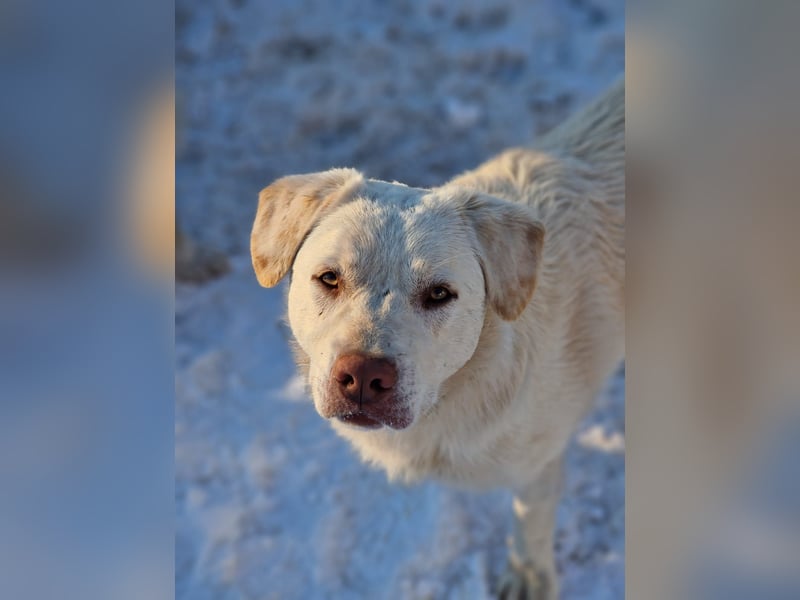 BAM - verspielter Bub sucht Familie für Abenteuer