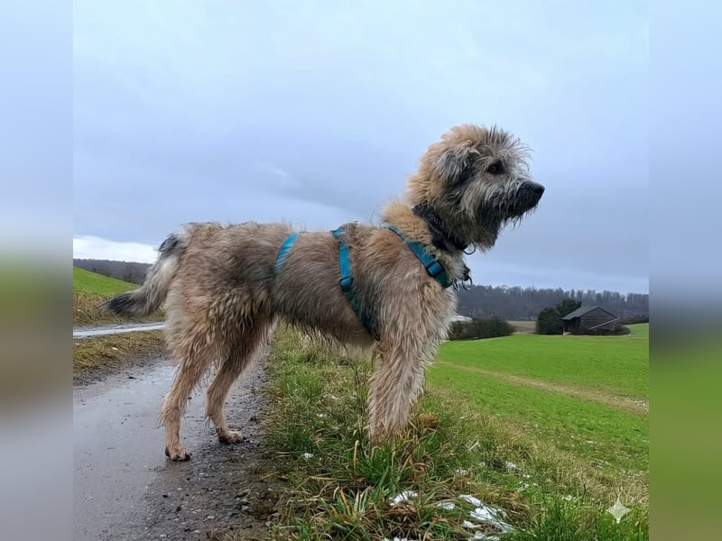 TUCKER - Freundlicher, neugieriger Rüde sucht erfahrene Menschen