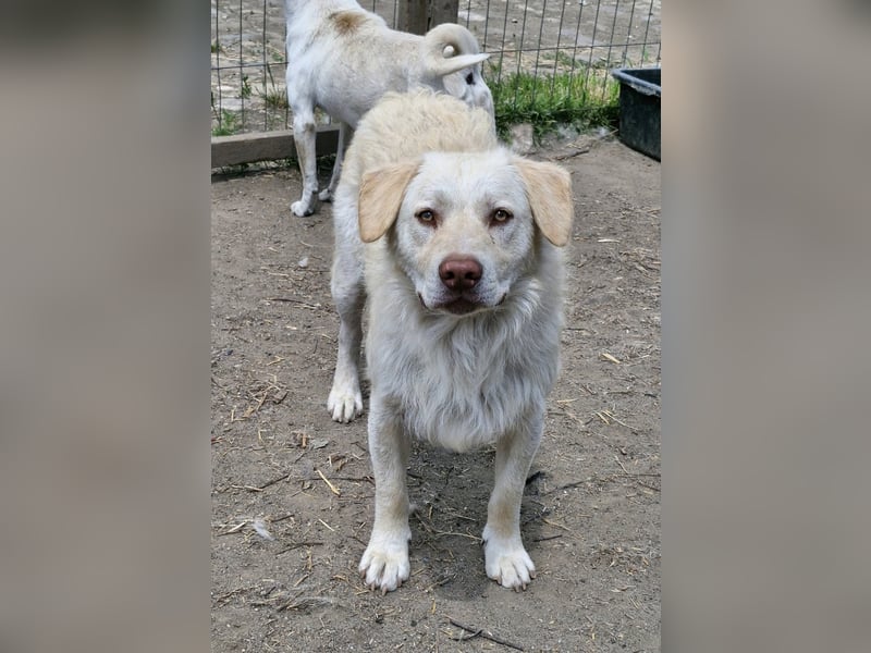 BIM - Traumhund sucht Traumzuhause