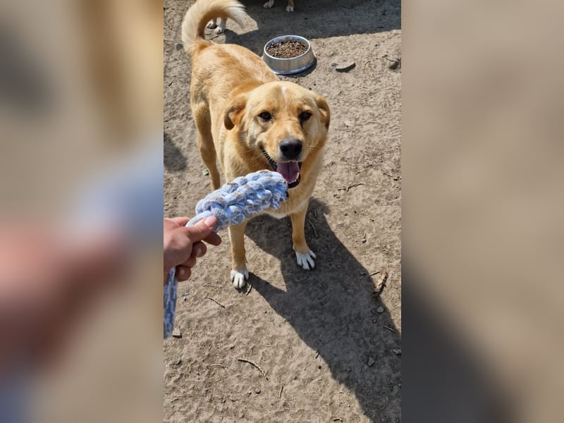 GROGU, ca 60cm bereit die Welt zu erkunden