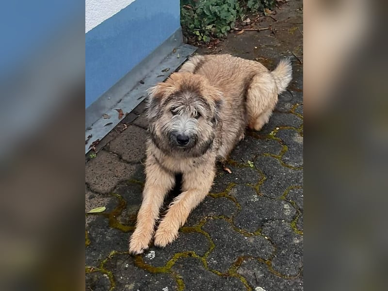 TUCKER - Freundlicher, neugieriger Rüde sucht erfahrene Menschen