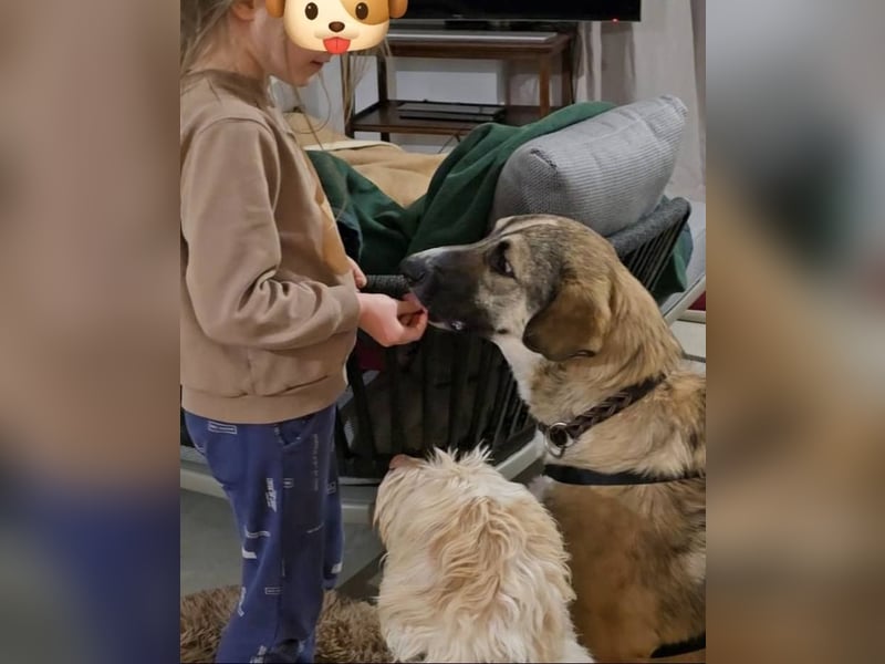 NOROC - Freundlicher Rüde in 84416 Taufkirchen sucht Menschen mit Herz