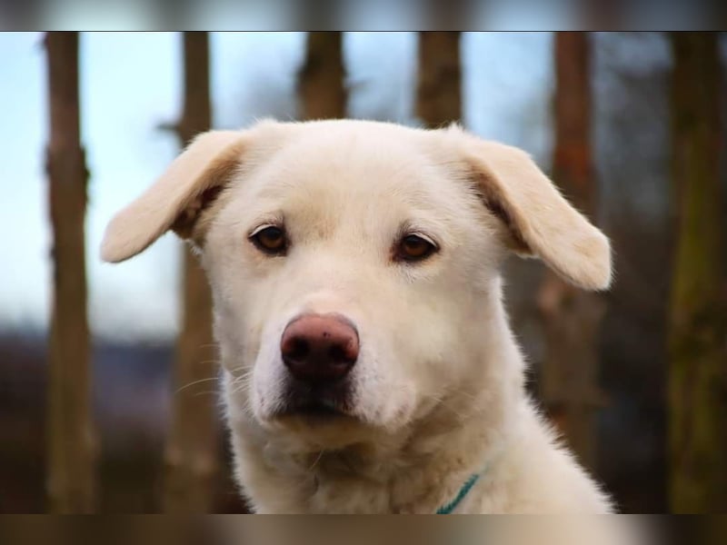 WHITY - hünbsche Hündin sucht erfahrene Menschen