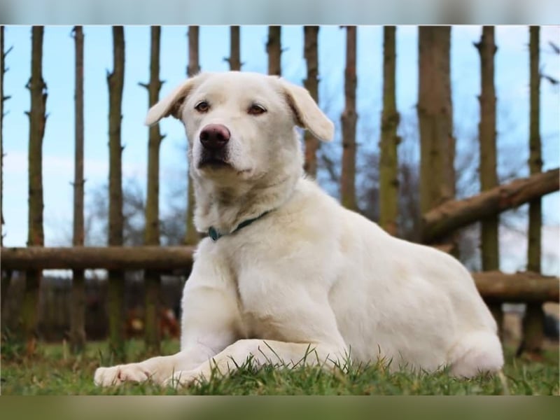 WHITY - hünbsche Hündin sucht erfahrene Menschen