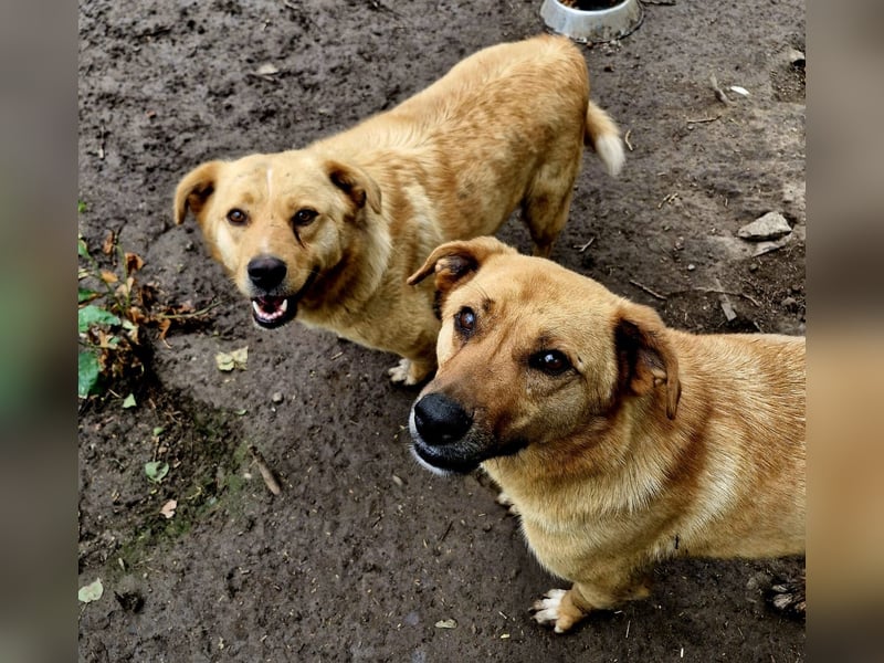 GROGU - freundlicher Rüde ist bereit die Welt zu erkunden
