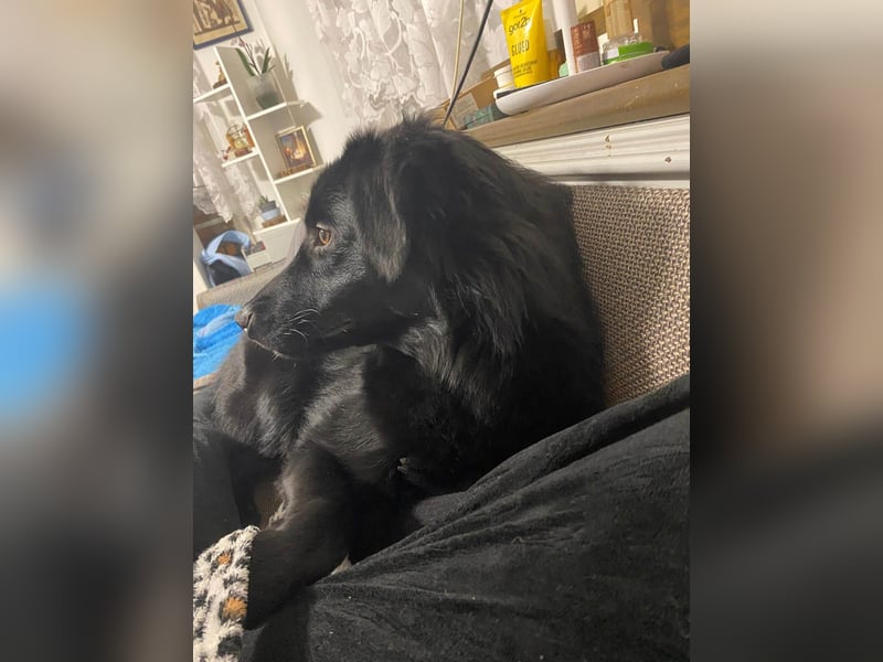 Aktiver Rollo sucht liebevolle und konsequente Menschen