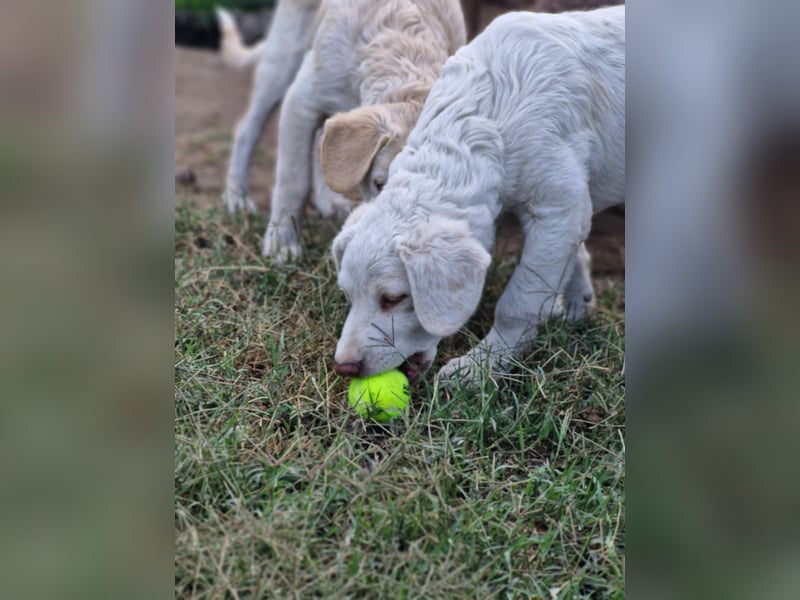 BOM - wann verliebt sich endlich jemand in den tollen Bub?
