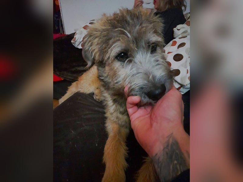 TUCKER - Freundlicher, neugieriger Rüde sucht erfahrene Menschen