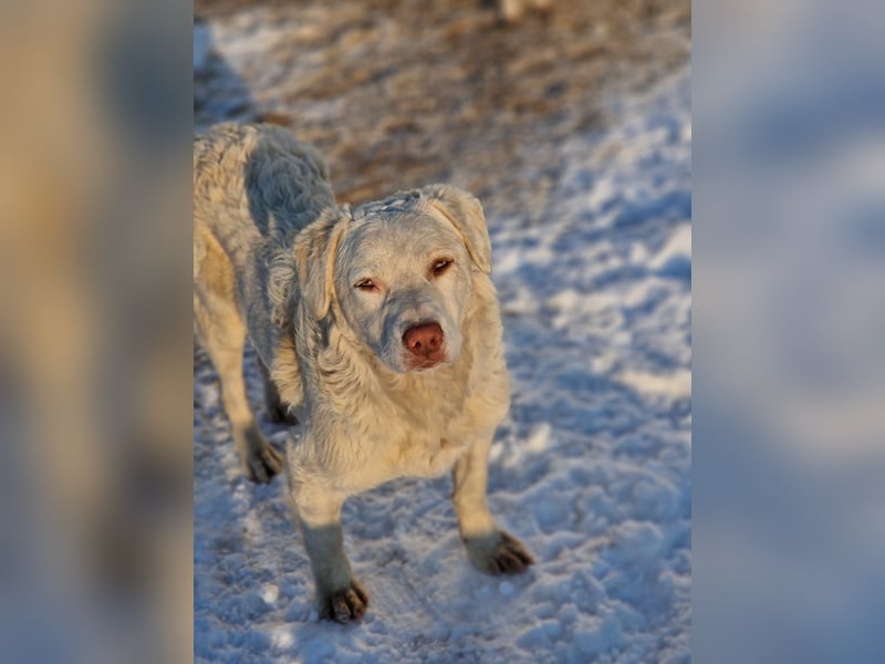 BOM - wann verliebt sich endlich jemand in den tollen Bub?