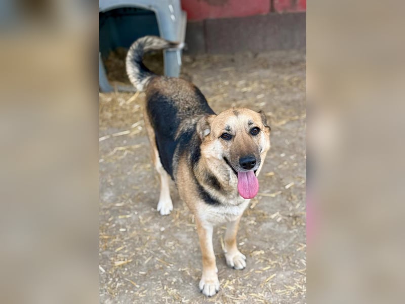 NINA - Herzenshündin sucht dringend liebevolles Zuhause oder Pflegestelle