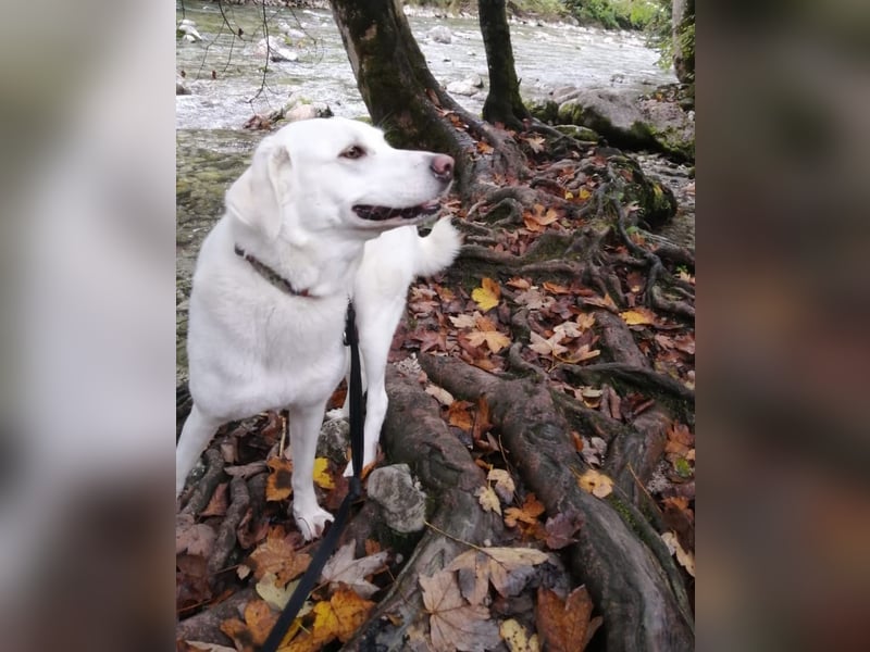 WHITY - hünbsche Hündin sucht erfahrene Menschen