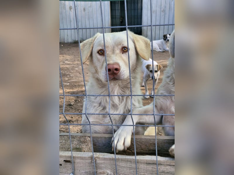 BIM - Traumhund sucht Traumzuhause