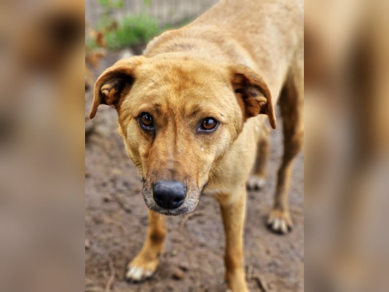 NANACHI - Liebenswertes Powerpaket sucht aktive Menschen