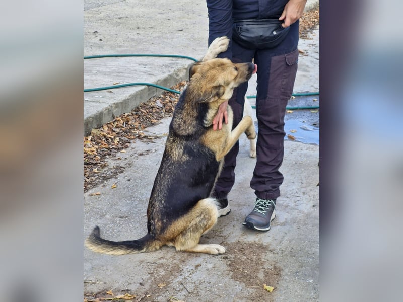NINA - Herzenshündin sucht dringend liebevolles Zuhause oder Pflegestelle