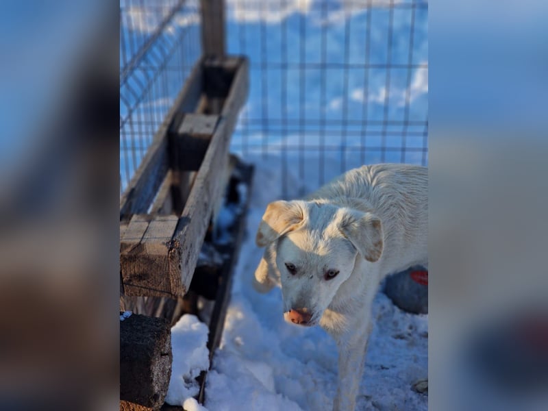 BAM - verspielter Bub sucht Familie für Abenteuer