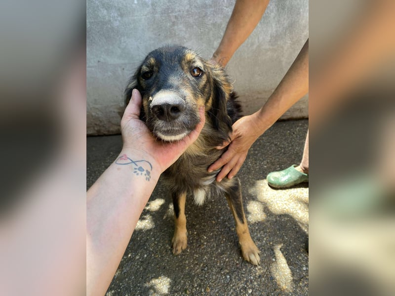 Mojo – ein Junghund zum Verlieben