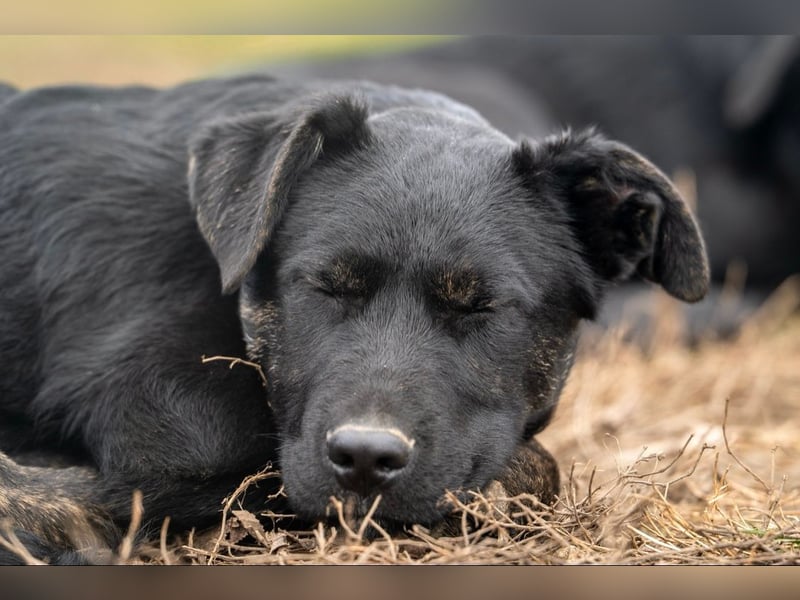 Casper wer schenkt mir ein Zuhause