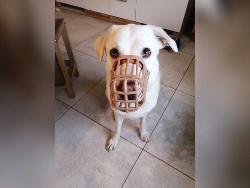 WHITY - hünbsche Hündin sucht erfahrene Menschen