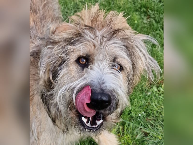 TUCKER - Freundlicher, neugieriger Rüde sucht erfahrene Menschen