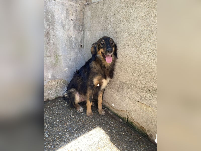 Mojo – ein Junghund zum Verlieben