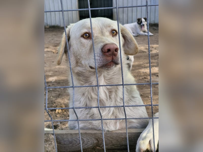 BOM - wann verliebt sich endlich jemand in den tollen Bub?