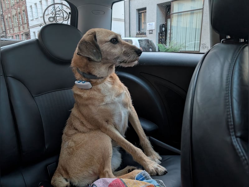 Ein neues Zuhause gesucht