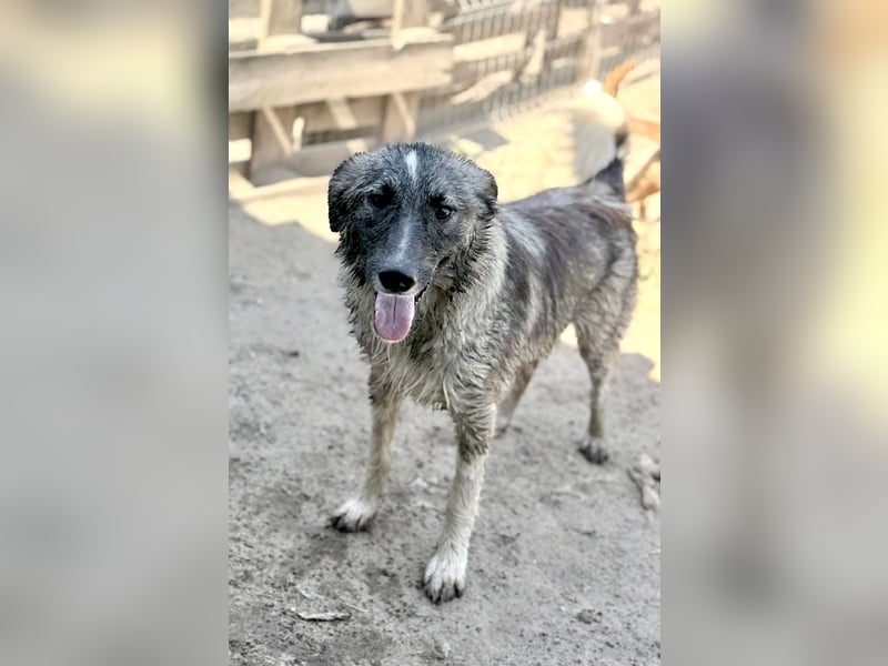 LARRY - Fröhlicher Kerl sucht Familie für gemeinsame Abenteuer