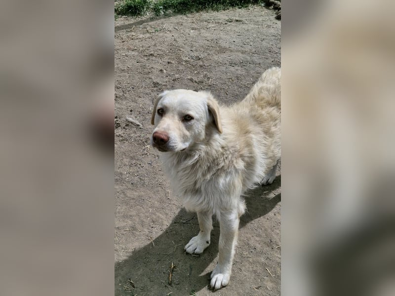 BIM - Traumhund sucht Traumzuhause