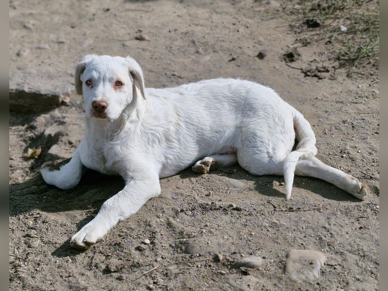 BAM - verspielter Bub sucht Familie für Abenteuer