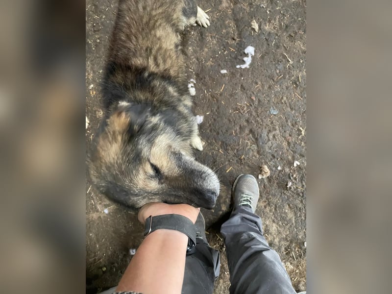 MORTIMER - Hoffnungsvoller Rüde wartet auf sein Ticket ins Glück