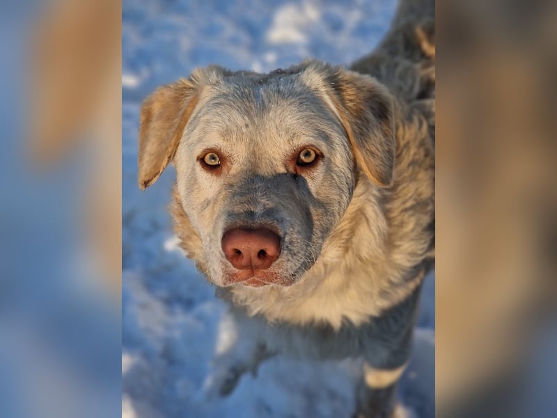 BIM - Traumhund sucht Traumzuhause