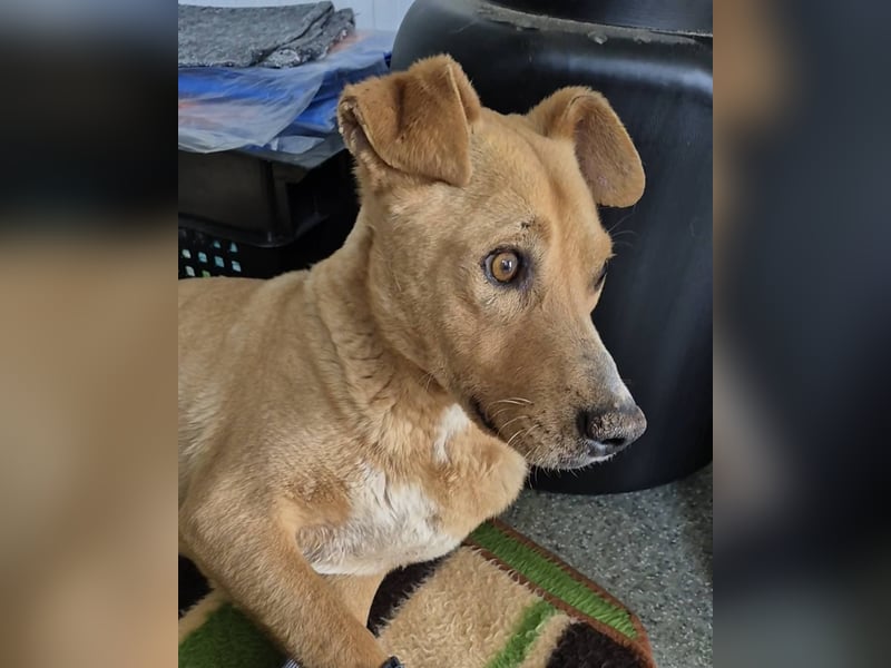 LORD NELSON - Liebenswerter Kämpfer sucht seine Familie um endlich ins Leben zu starten